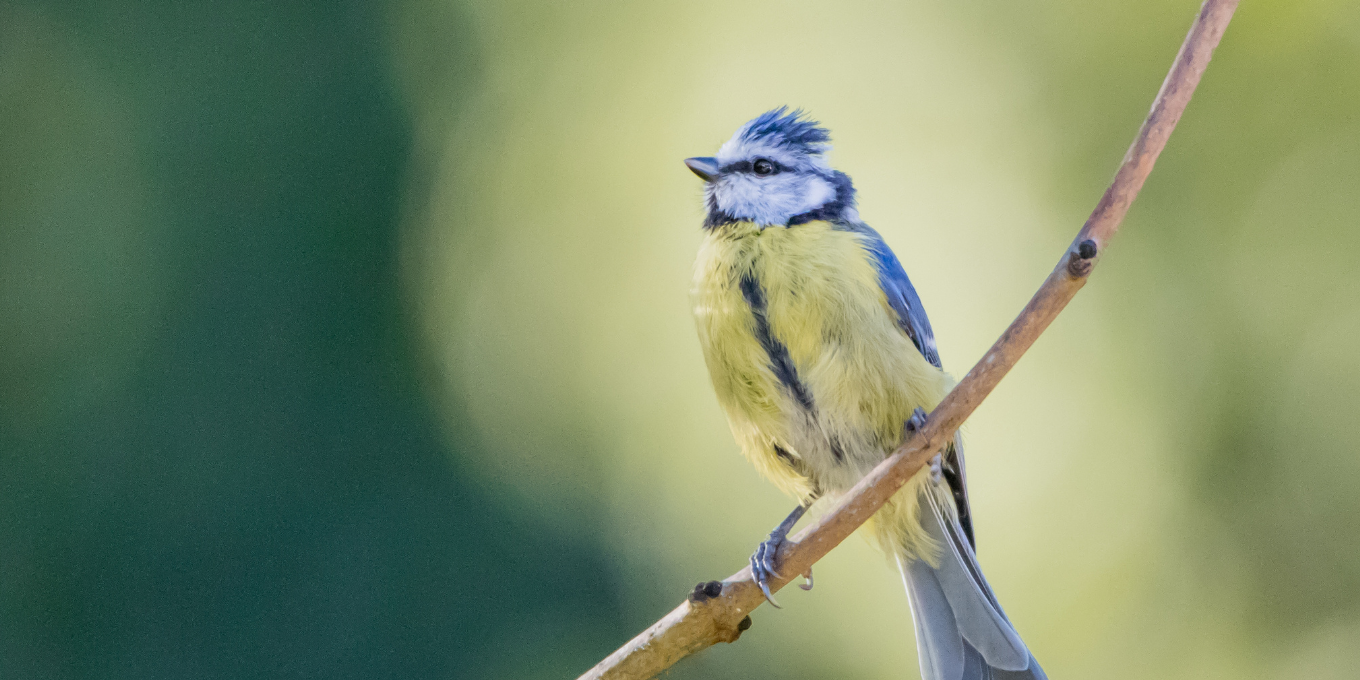 Mésange bleue - © Adam Jazi